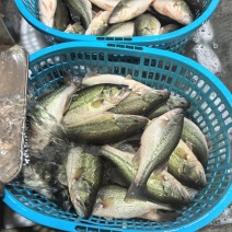 鲈鱼加州鲈基地直发