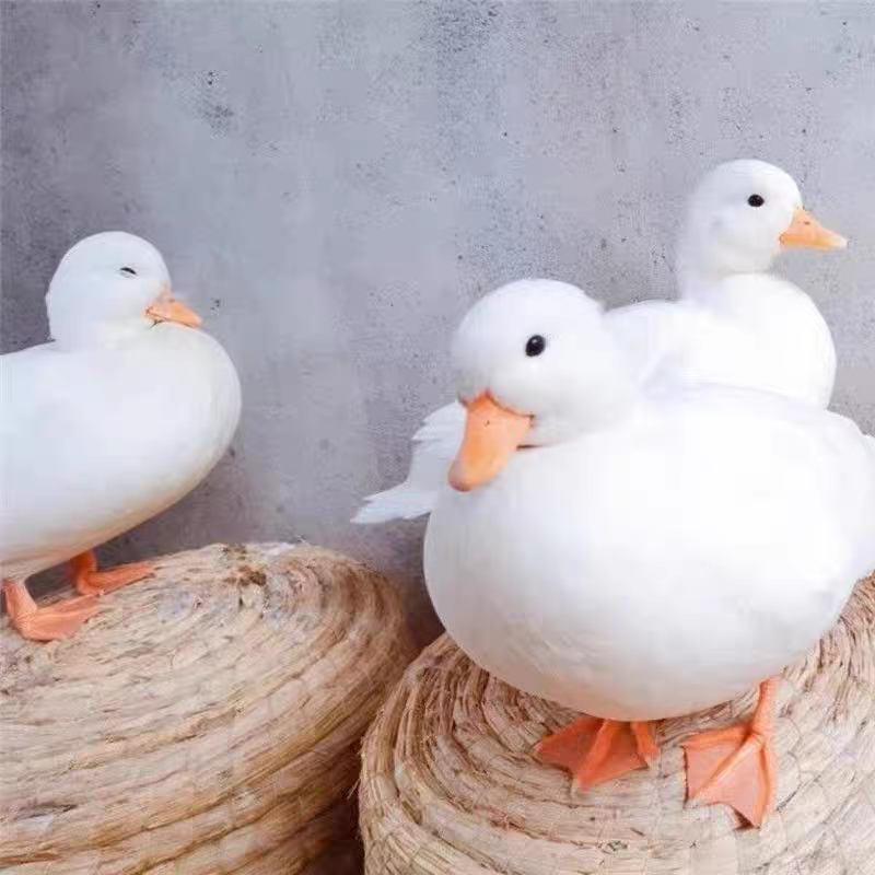宠物柯尔鸭，s级，赛级，宠物级都有，有需要的亲们可以微我