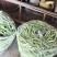 平度芸豆大量上市了