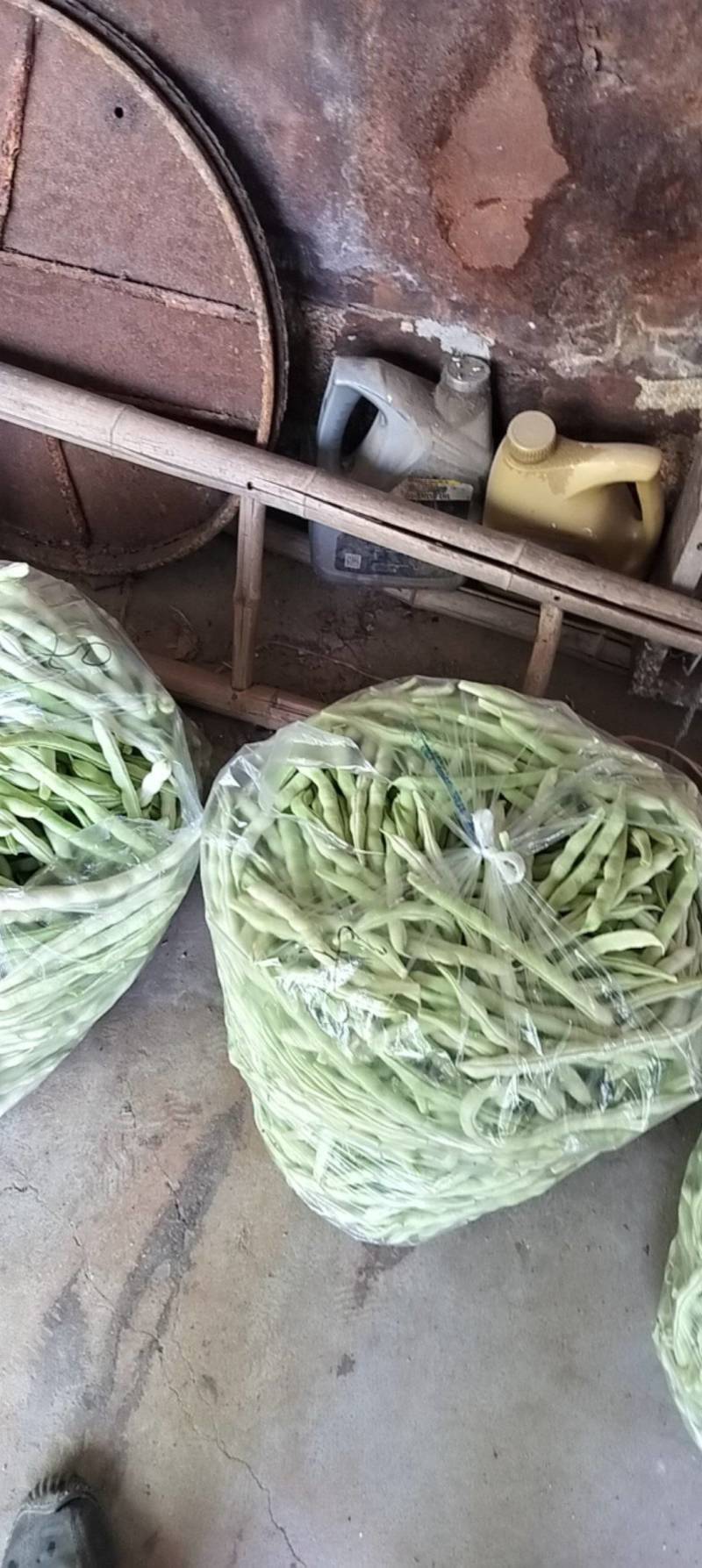 平度芸豆大量上市了