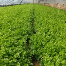 香芹量大从优质量保证产地供应诚信经欢迎咨询