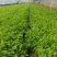 香芹量大从优质量保证产地供应诚信经欢迎咨询