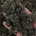 绞股蓝茶用的