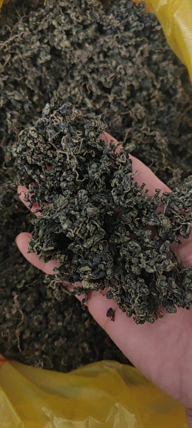 绞股蓝茶用的