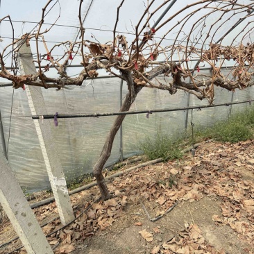 葡萄🍇树出售