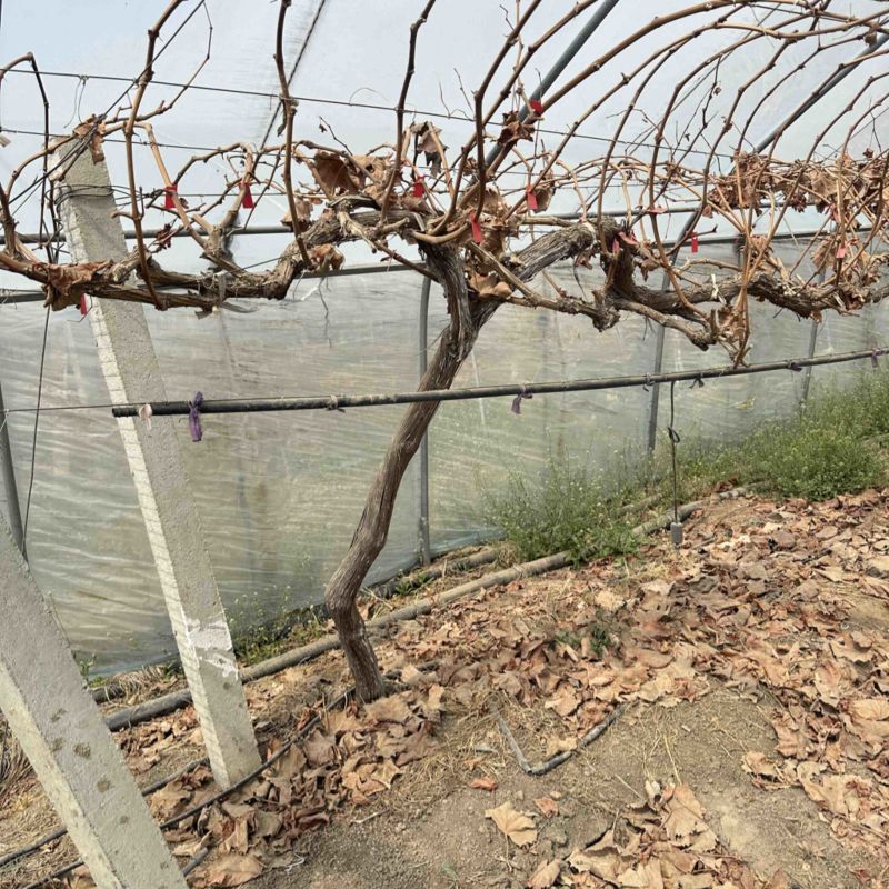 葡萄🍇树出售