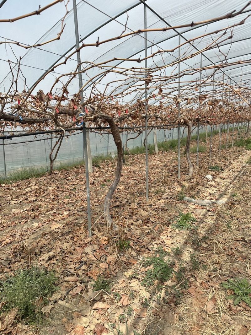 葡萄🍇树出售