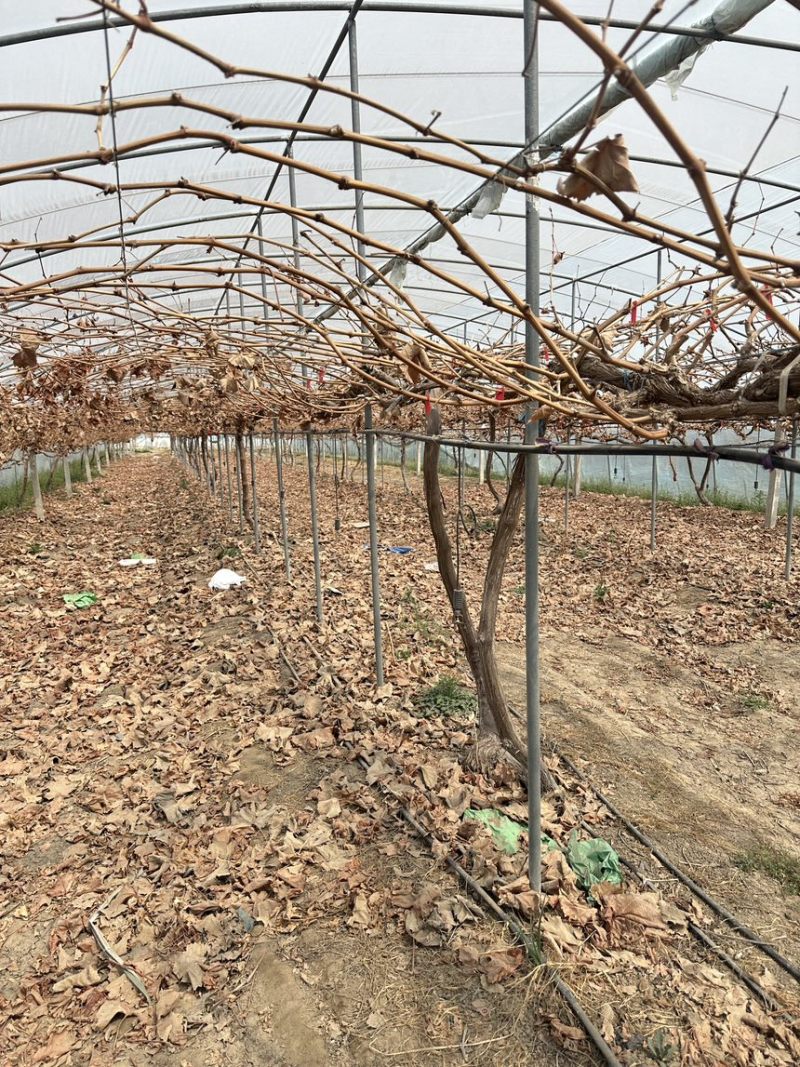 葡萄🍇树出售