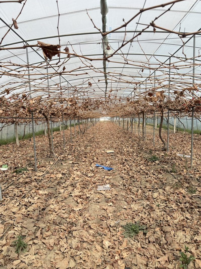 葡萄🍇树出售