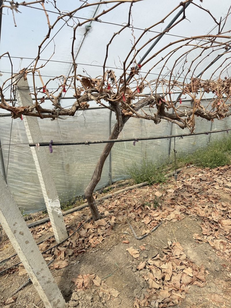 葡萄🍇树出售