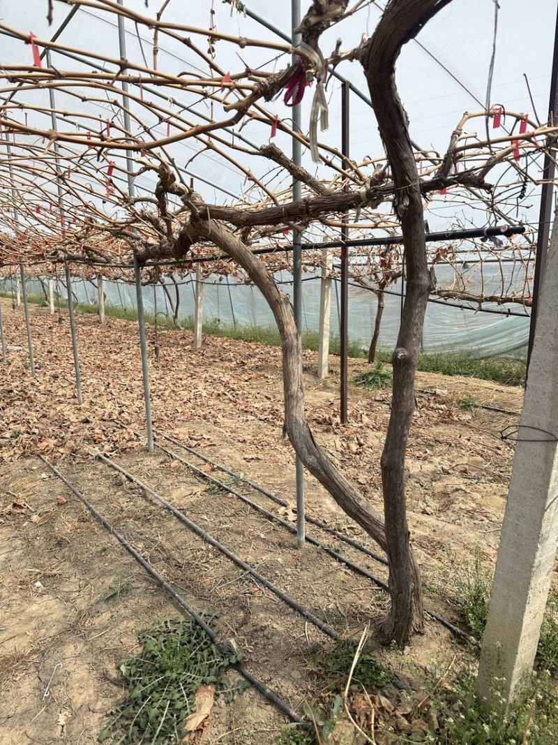 葡萄🍇树出售