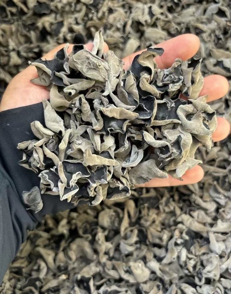精品黑木耳、干木耳产地一手货源货量充足视频看货