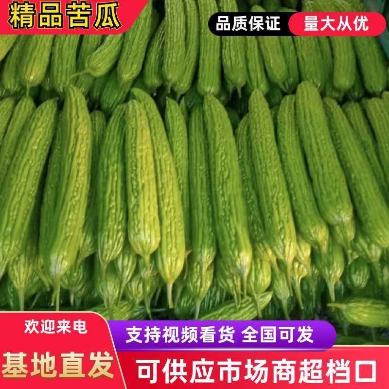 河南精品油绿苦瓜货源充足对接商超市场食堂电商