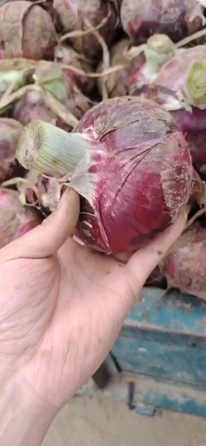 河南开封二红洋葱紫葱大红洋葱-产地直发-规格齐全