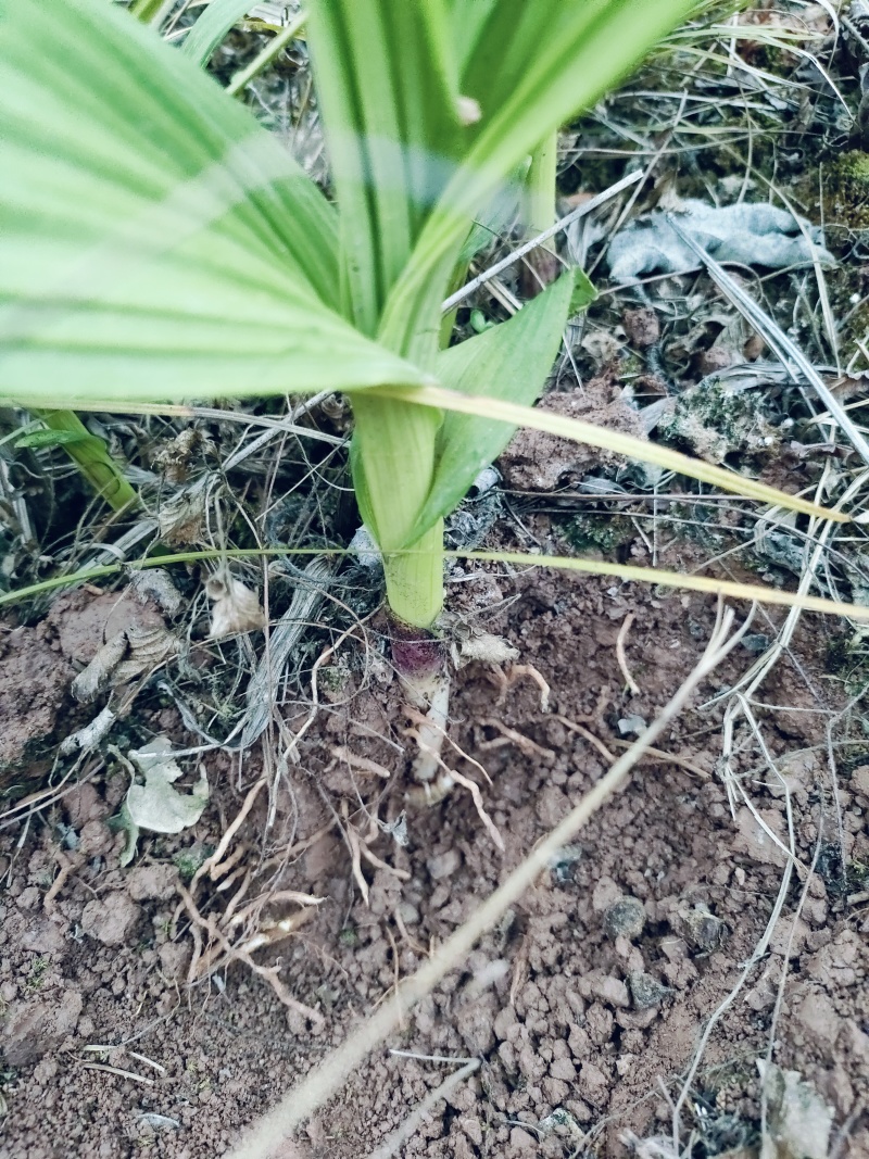 四川遂宁蓬溪基地批发紫花宽叶三叉露天白芨鲜货