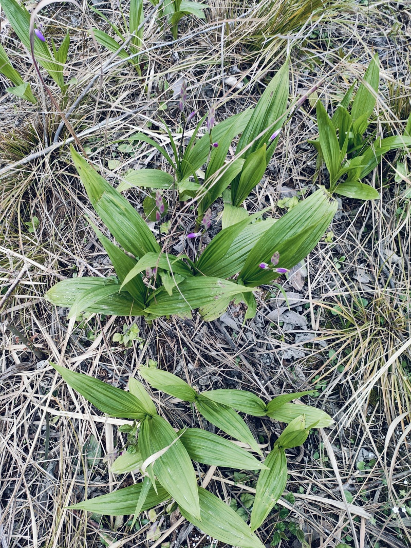 四川遂宁蓬溪基地批发紫花宽叶三叉露天白芨鲜货