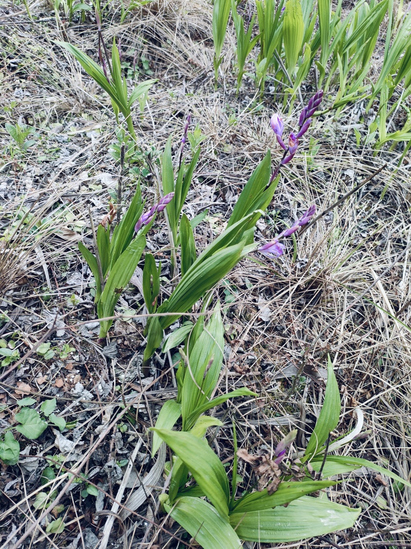 四川遂宁蓬溪基地批发紫花宽叶三叉露天白芨鲜货