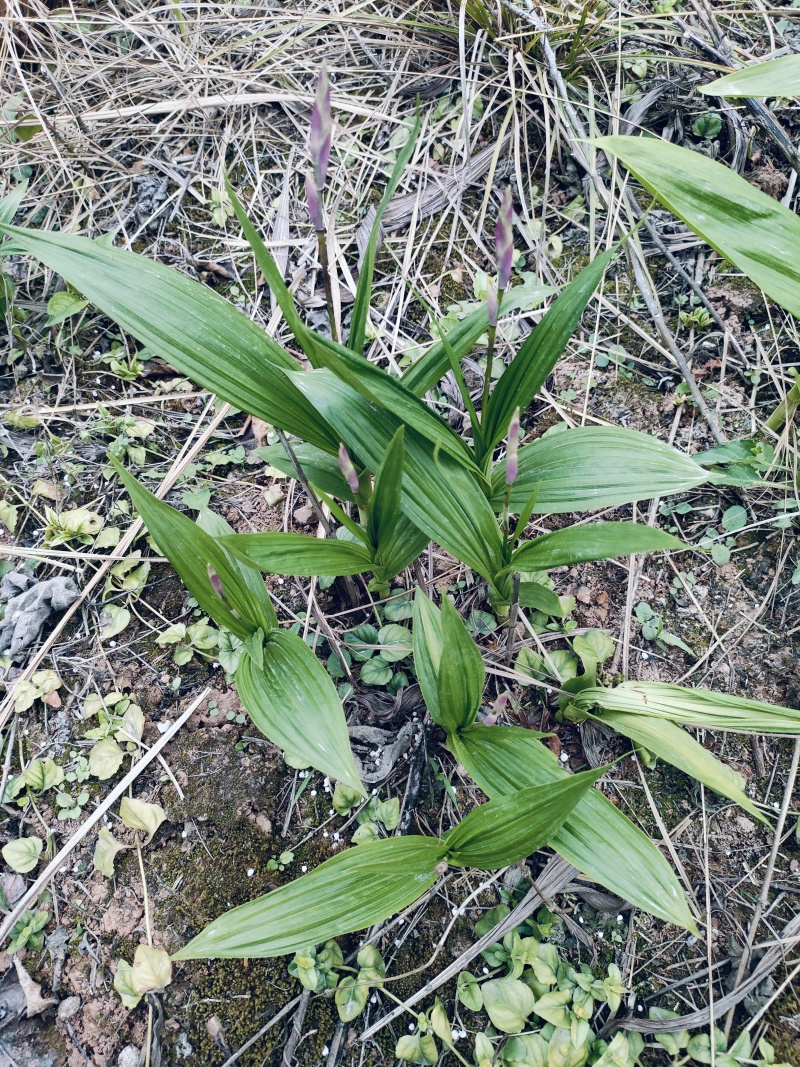 四川遂宁蓬溪基地批发紫花宽叶三叉露天白芨鲜货