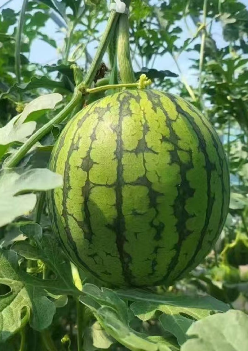 陕西蒲城/938吊兰西瓜/小糖丸/冰糖小吊瓜一手货源