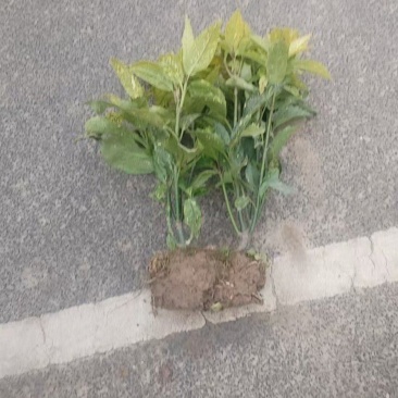 花叶珊瑚毛球