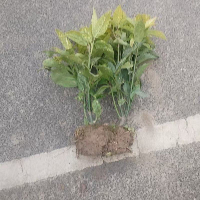 花叶珊瑚毛球