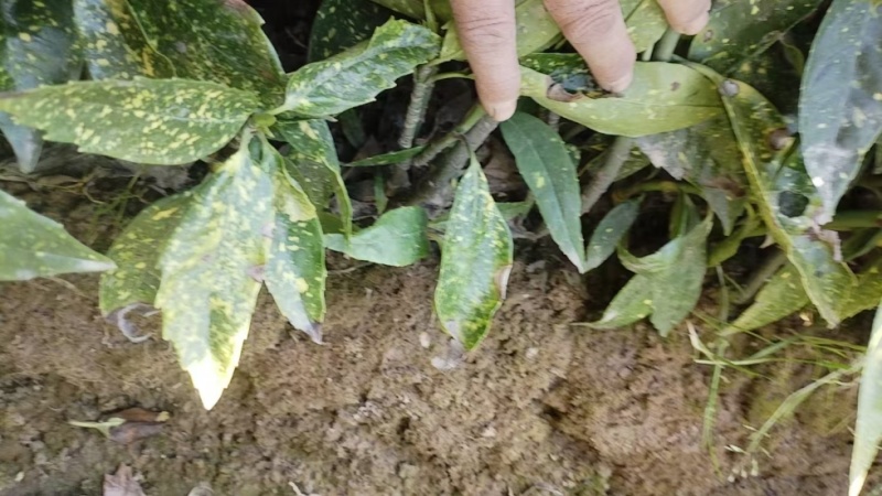 花叶珊瑚毛球