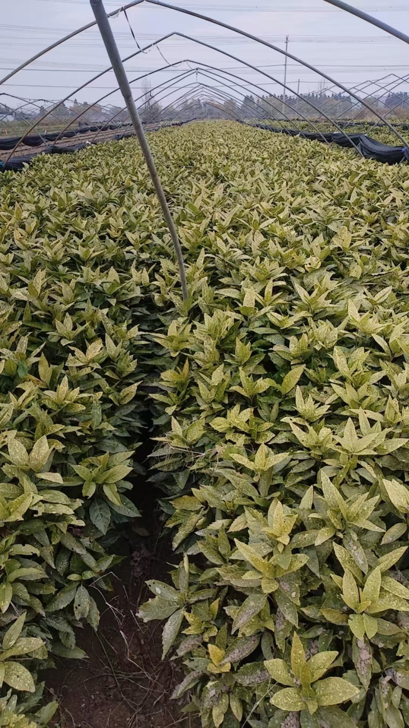 花叶珊瑚毛球