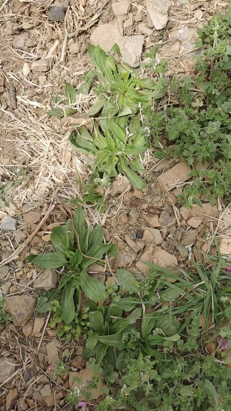 野生车前草