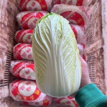 黄心大娃