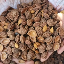 毛桃芽种子