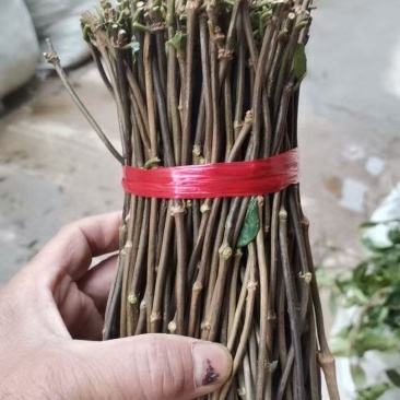 巴戟天种苗，巴戟插扦苗成活率高，快递包邮