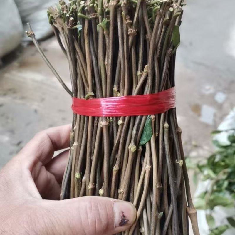 巴戟天种苗，巴戟插扦苗成活率高，快递包邮