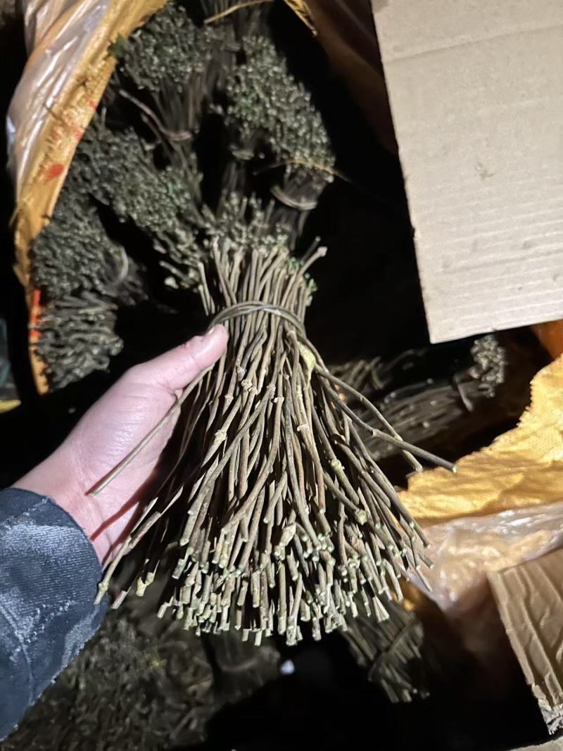 巴戟天种苗，巴戟插扦苗成活率高，快递包邮