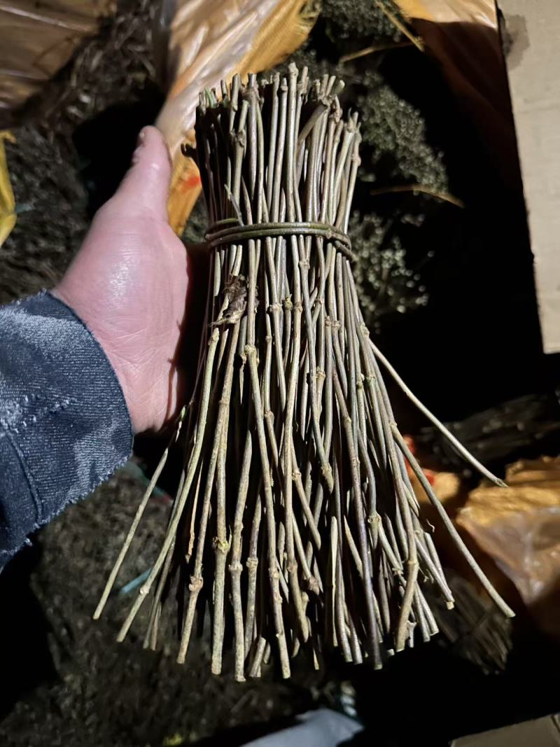 巴戟天种苗，巴戟插扦苗成活率高，快递包邮