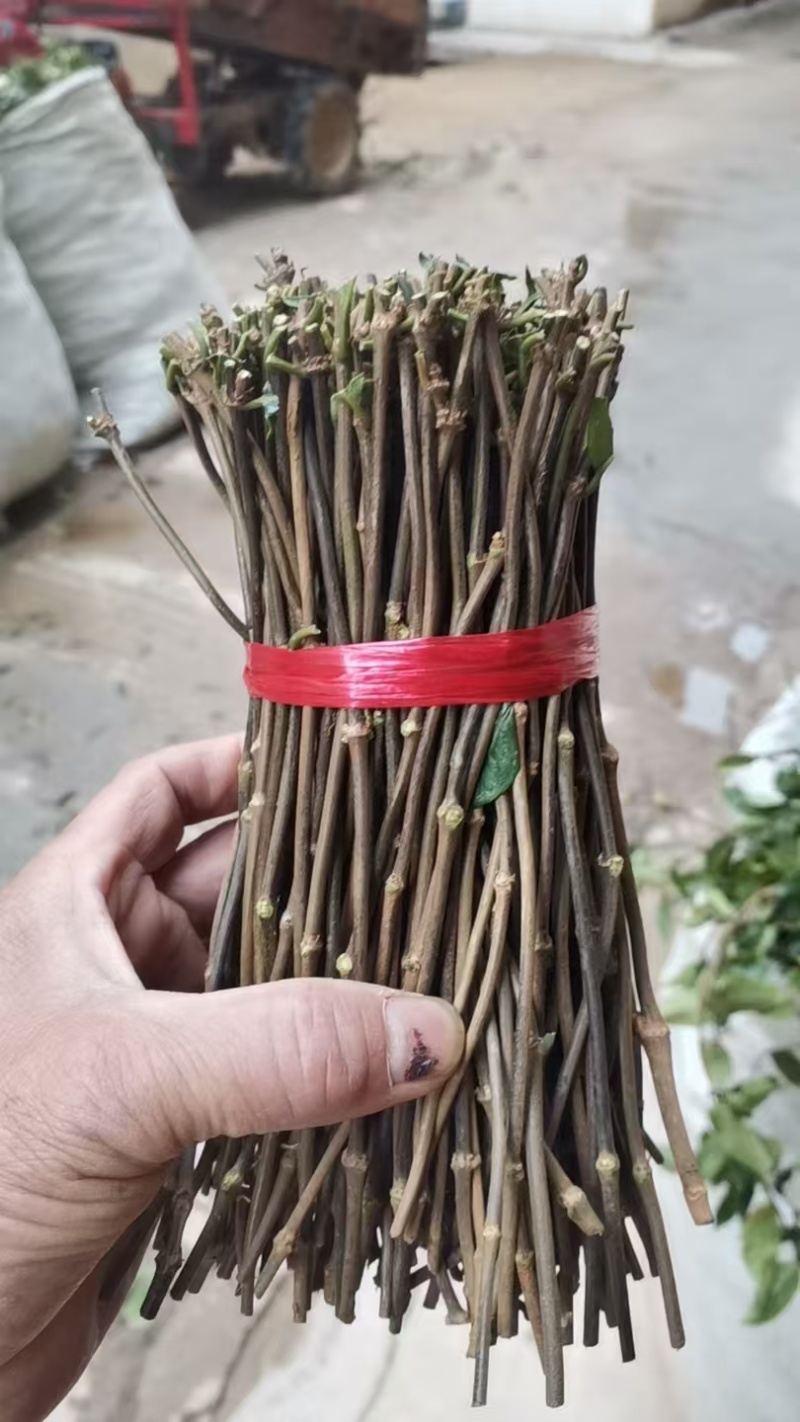 巴戟天种苗，巴戟插扦苗成活率高，快递包邮