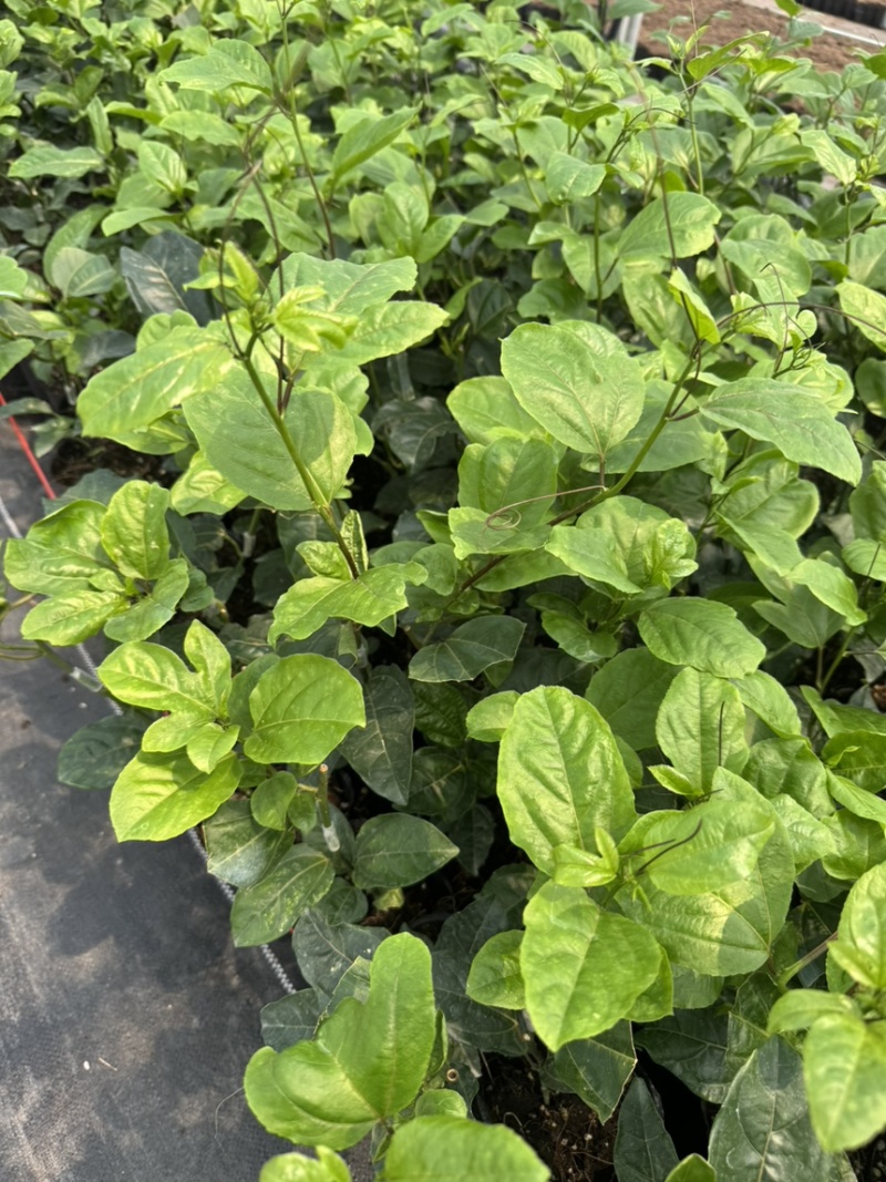 百香果中杯苗12×14杯口营养土