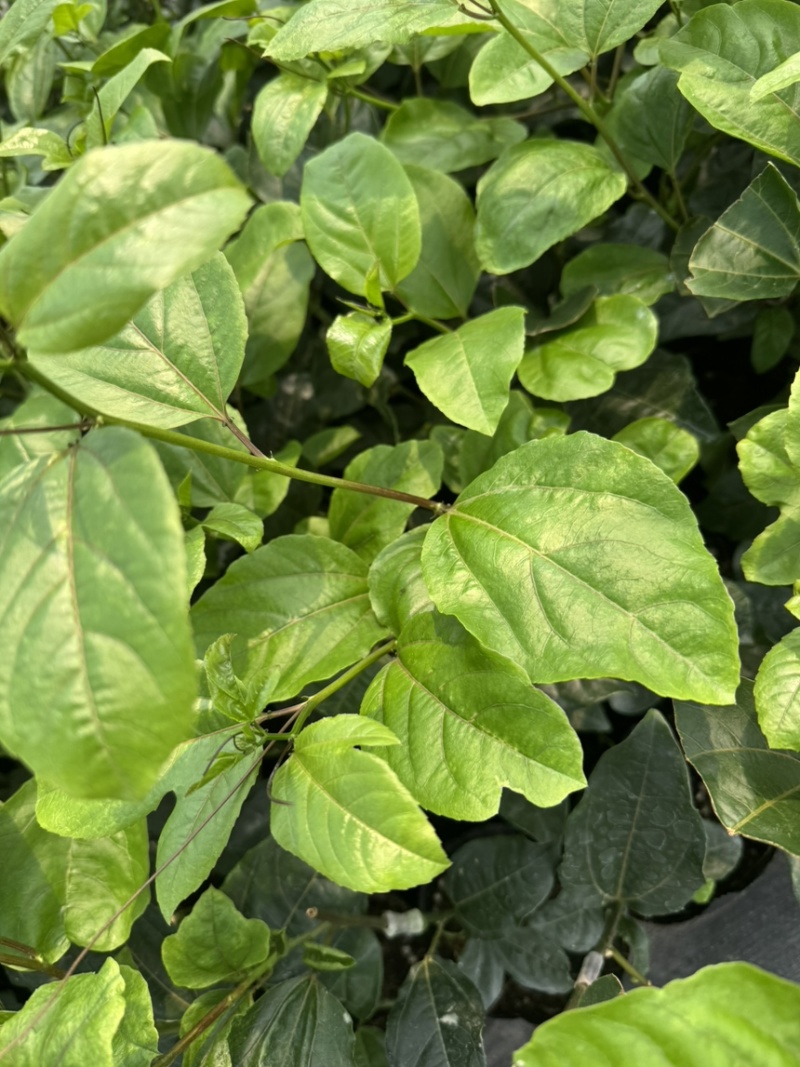 百香果中杯苗12×14杯口营养土