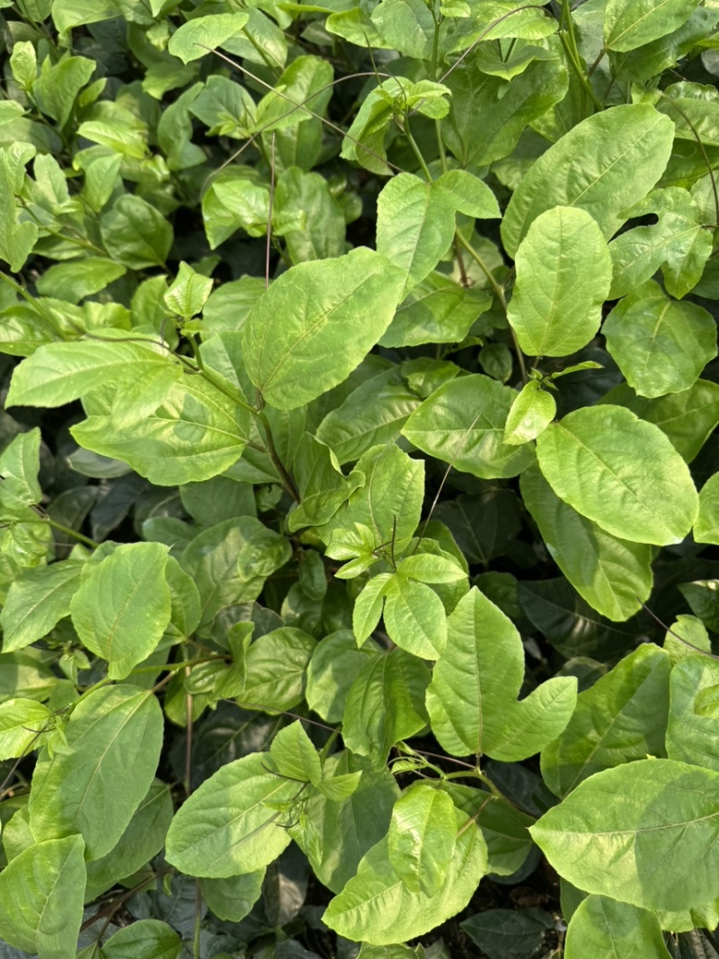 百香果中杯苗12×14杯口营养土