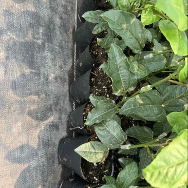 百香果中杯苗12×14杯口营养土