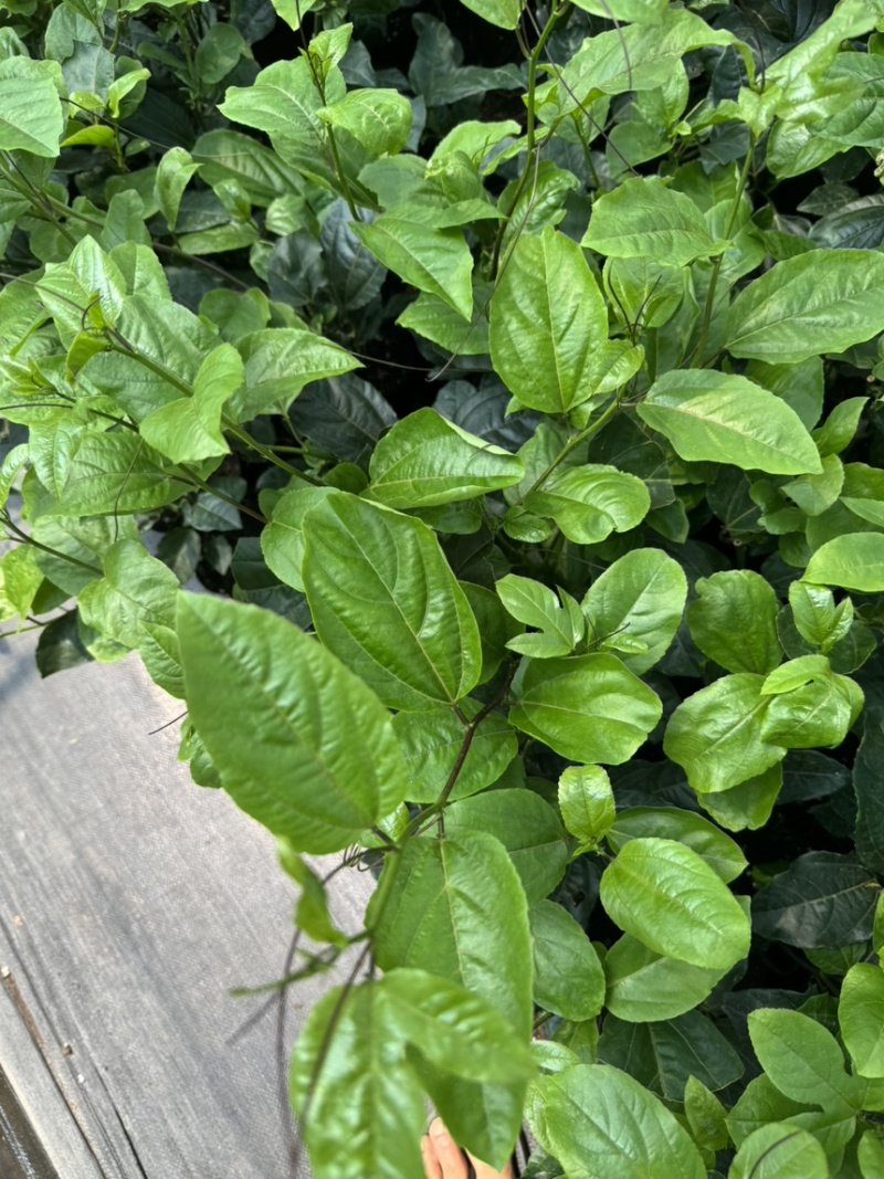 百香果中杯苗12×14杯口营养土