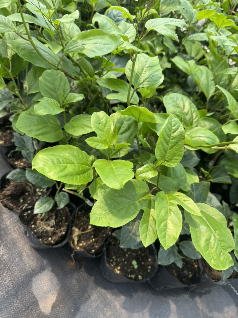 百香果中杯苗12×14杯口营养土