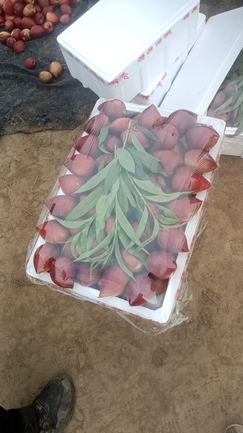 大量出售四号油桃