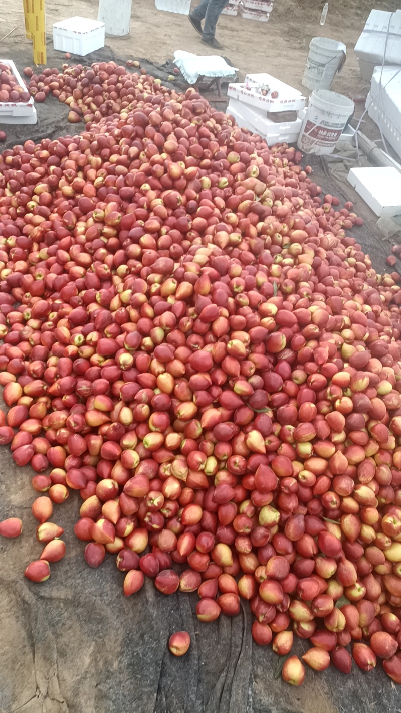 大量出售四号油桃