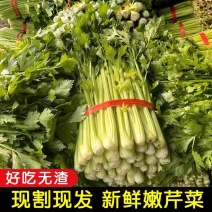 湖北芹菜西芹产地大量有货，商超市场，保质保量。