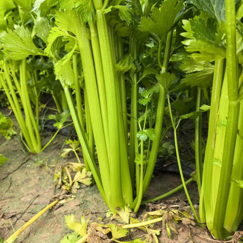 湖北芹菜西芹产地大量有货，商超市场，保质保量。