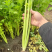 湖北芹菜西芹产地大量有货，商超市场，保质保量。