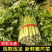 湖北芹菜西芹产地大量有货，商超市场，保质保量。