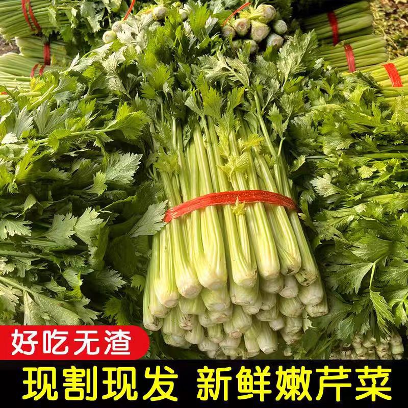 湖北芹菜西芹产地大量有货，商超市场，保质保量。