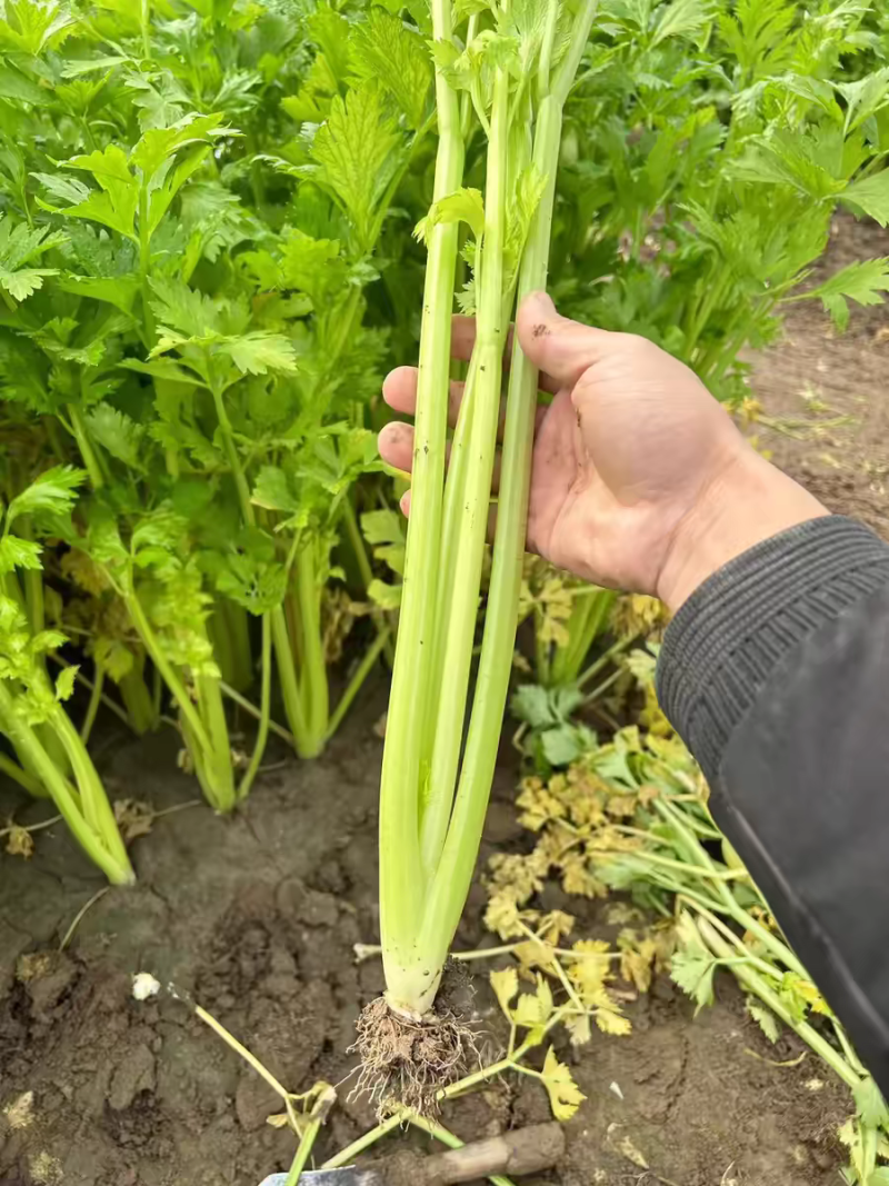 湖北芹菜西芹产地大量有货，商超市场，保质保量。