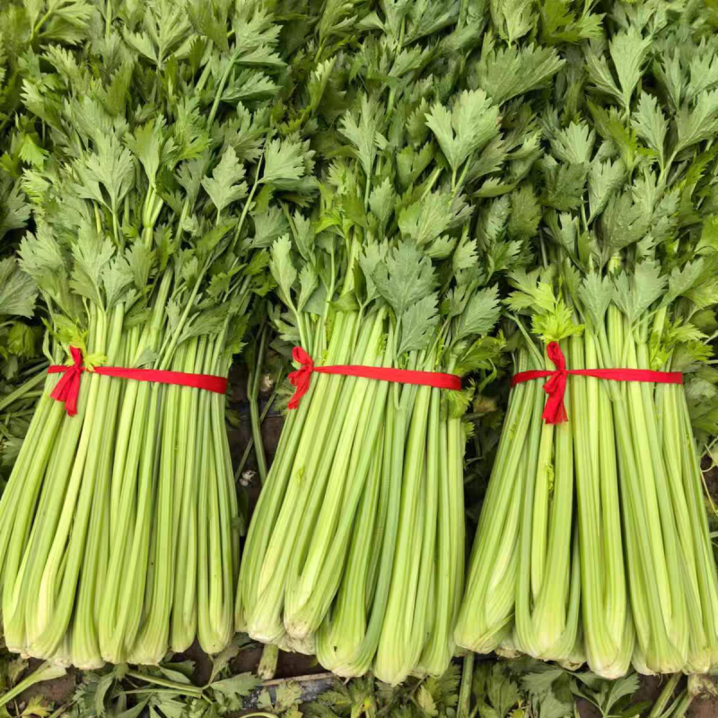 湖北芹菜西芹产地大量有货，商超市场，保质保量。